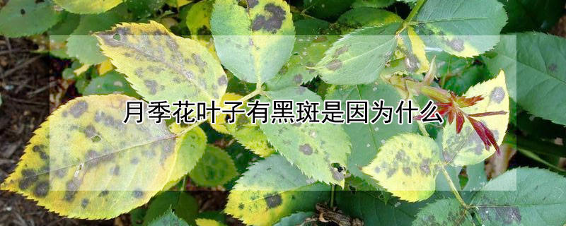 月季花葉子有黑斑是因為什麼