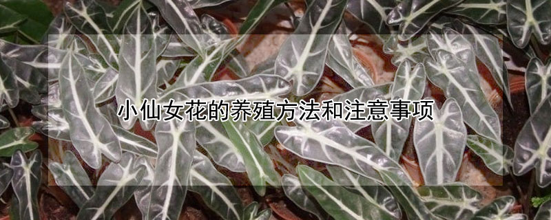 小仙女花的養殖方法和注意事項