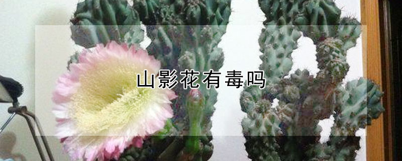 山影花有毒嗎