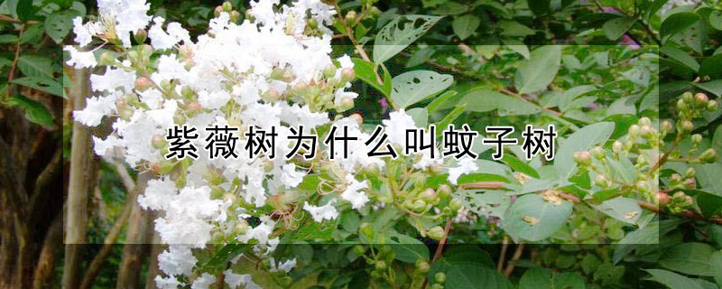 紫薇樹為什麼叫蚊子樹