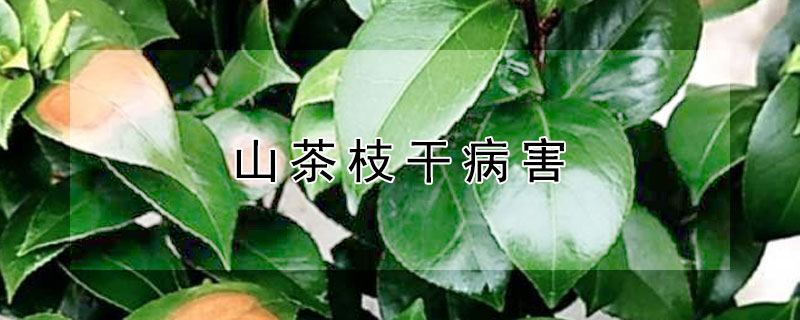 山茶枝幹病害