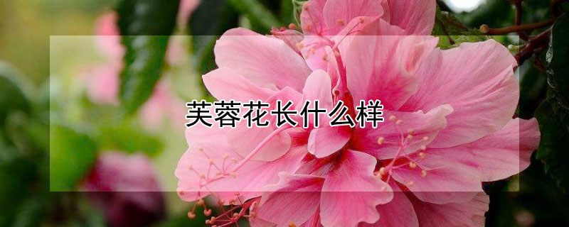 芙蓉花長什麼樣