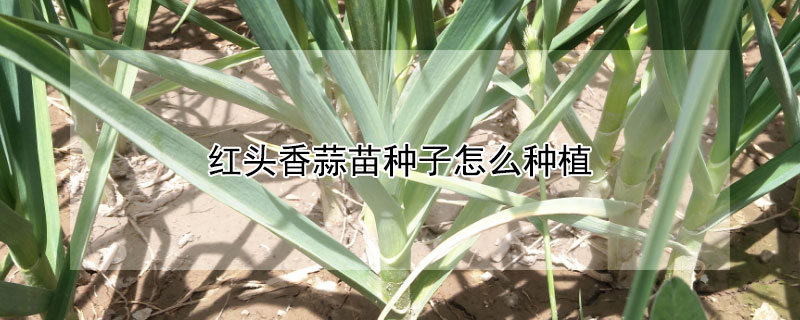 紅頭香蒜苗種子怎麼種植