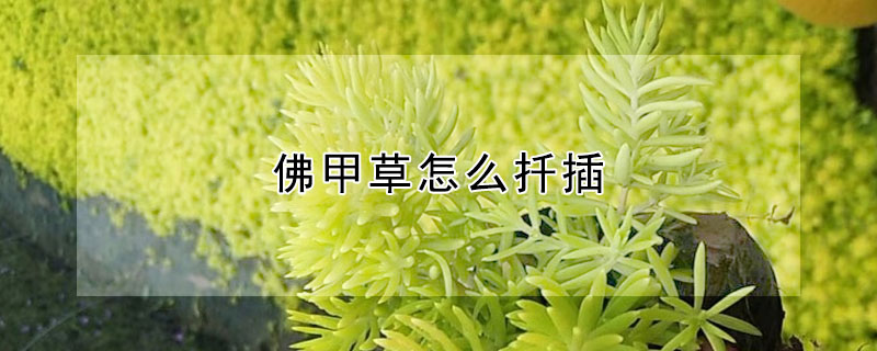 佛甲草怎麼扡插