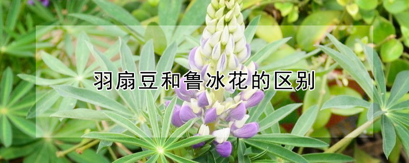 羽扇豆和魯冰花的區別