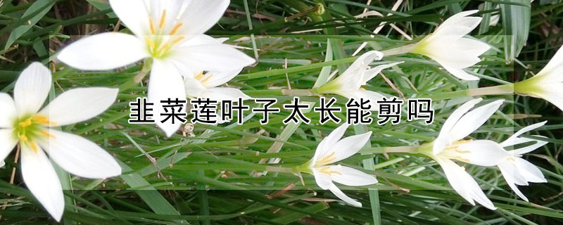 韭菜蓮葉子太長能剪嗎