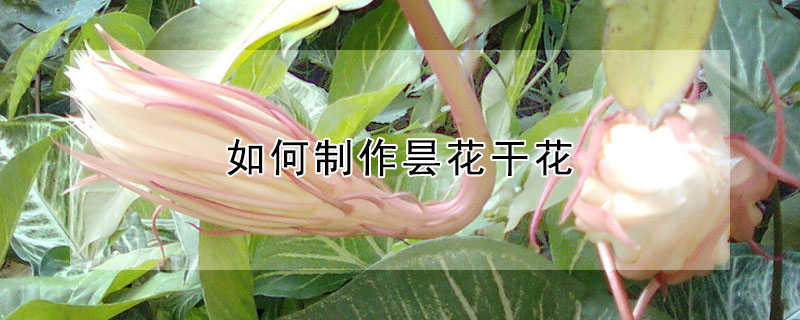 如何製作曇花幹花