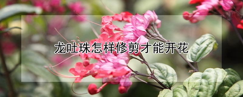 龍吐珠怎樣修剪才能開花