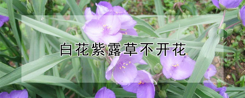 白花紫露草不開花