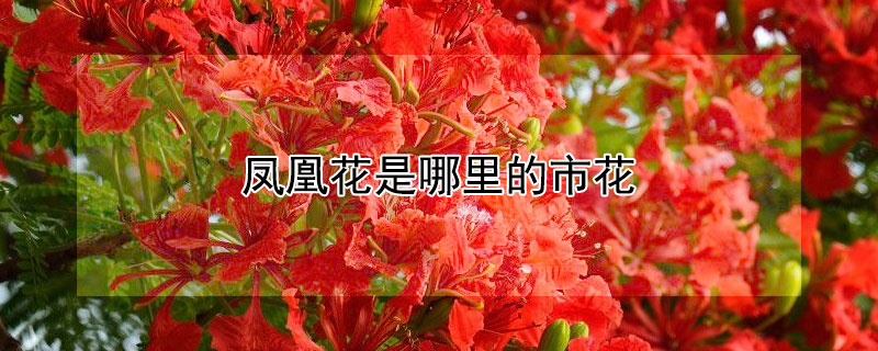 鳳凰花是哪裏的市花