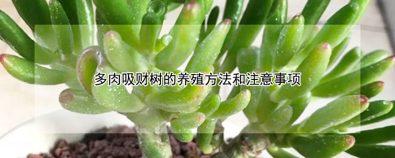 多肉吸財樹的養殖方法和注意事項