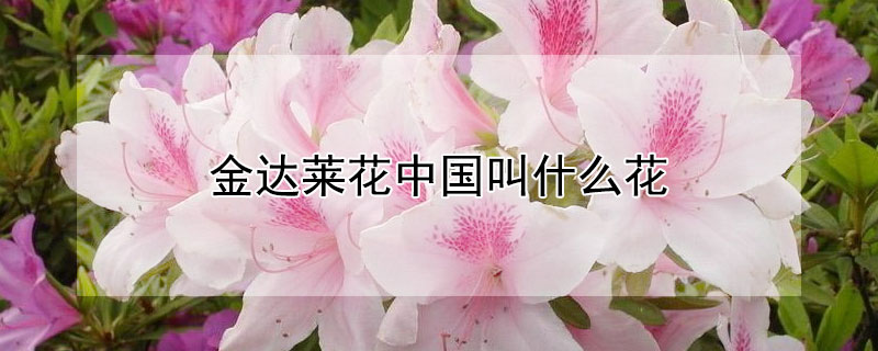 金達萊花中國叫什麼花