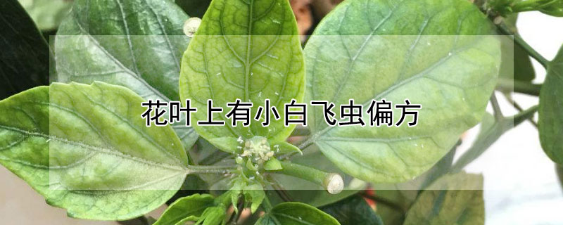 花葉上有小白飛蟲偏方