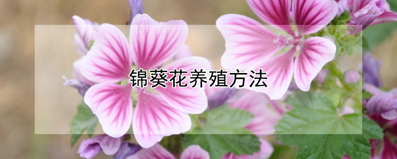 錦葵花養殖方法