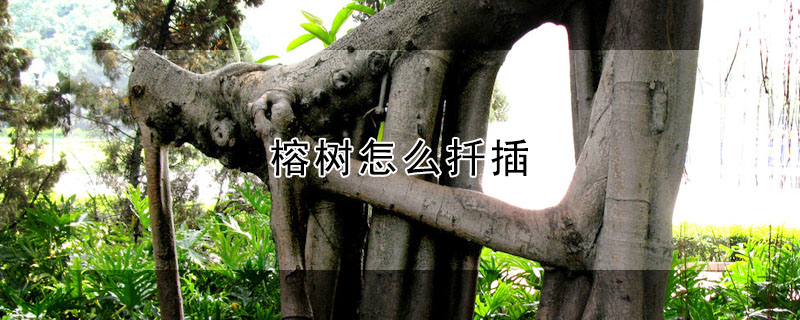 榕樹怎麼扡插