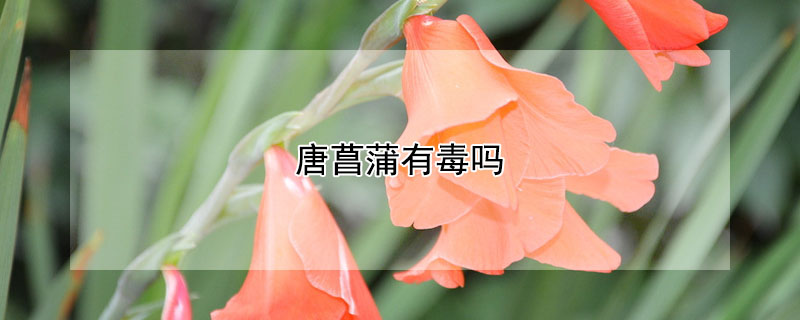 唐菖蒲有毒嗎