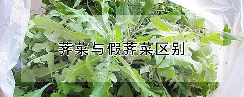 薺菜與假薺菜區別