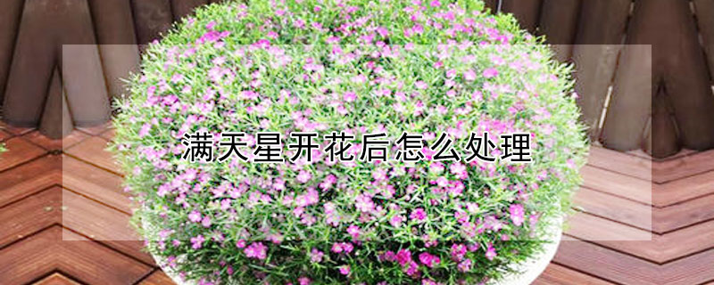 滿天星開花後怎麼處理