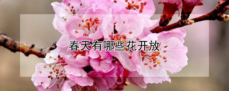 春天有哪些花開放