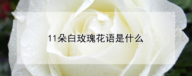 11朵白玫瑰花語是什麼