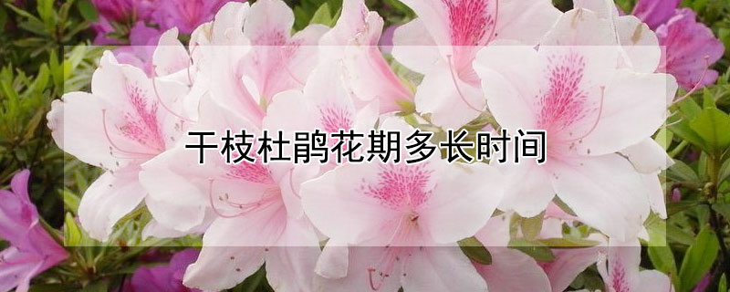 幹枝杜鵑花期多長時間