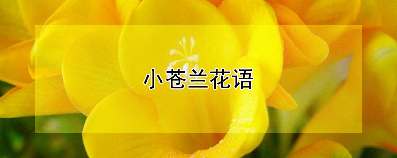 小蒼蘭花語