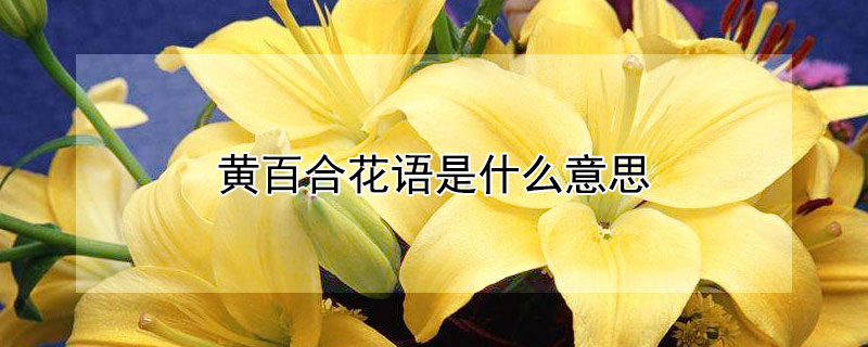 黃百合花語是什麼意思