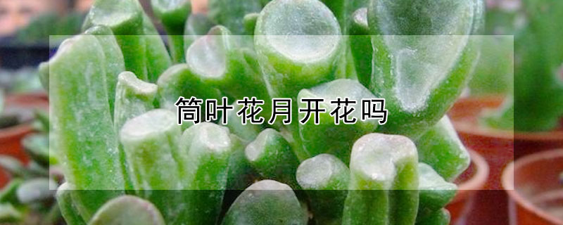 筒葉花月開花嗎