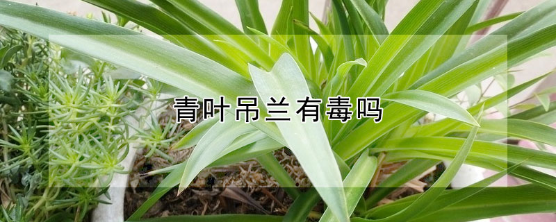 青葉吊蘭有毒嗎