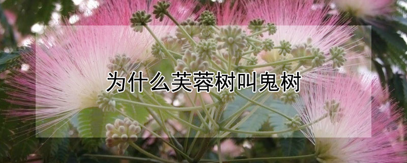 為什麼芙蓉樹叫鬼樹