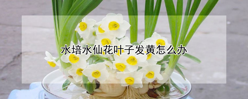 水培水仙花葉子發黃怎麼辦