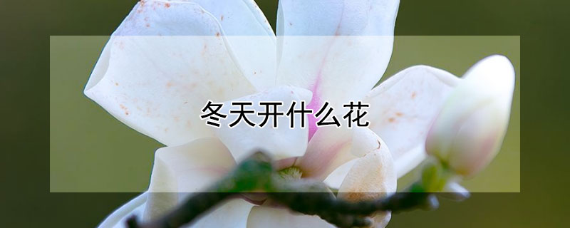 冬天開什麼花