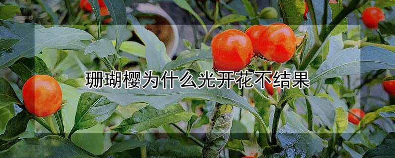 珊瑚櫻為什麼光開花不結果