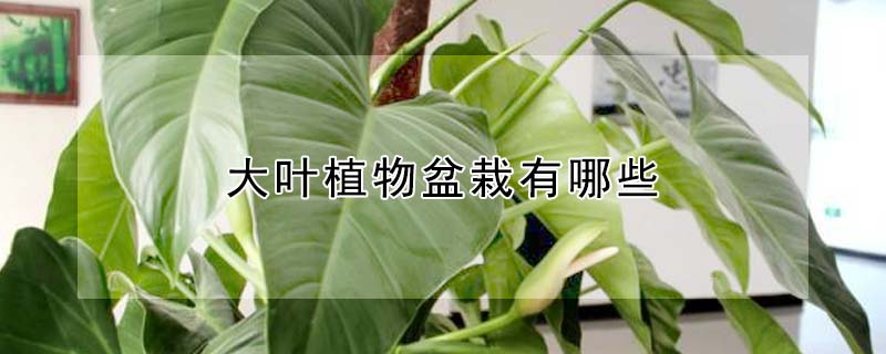 大葉植物盆栽有哪些