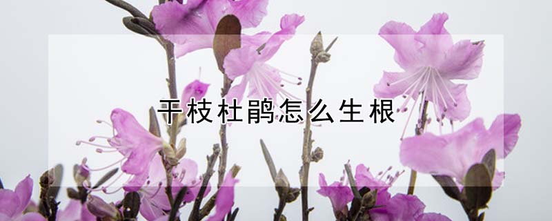 幹枝杜鵑怎麼生根