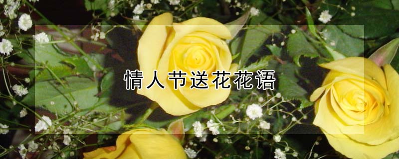 情人節送花花語