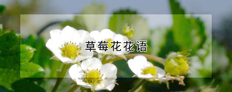 草莓花花語