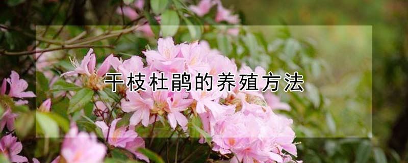 幹枝杜鵑的養殖方法