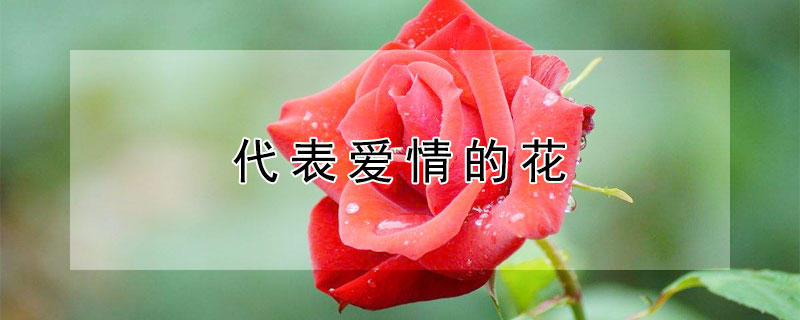 代表愛情的花