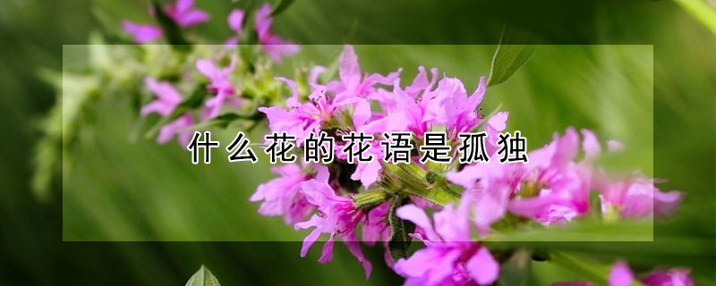 什麼花的花語是孤獨