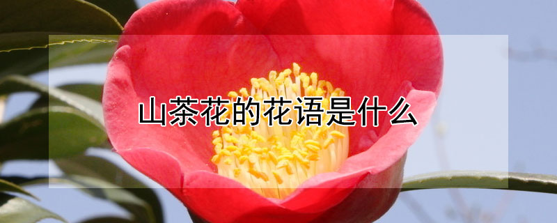 山茶花的花語是什麼