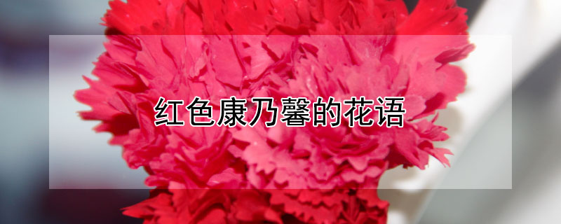 紅色康乃馨的花語