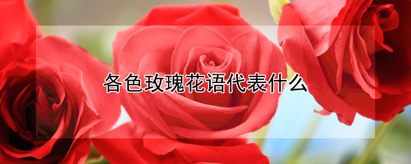 各色玫瑰花語代表什麼