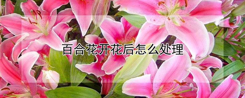 百合花開花後怎麼處理