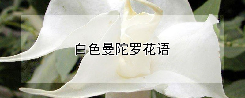 白色曼陀羅花語