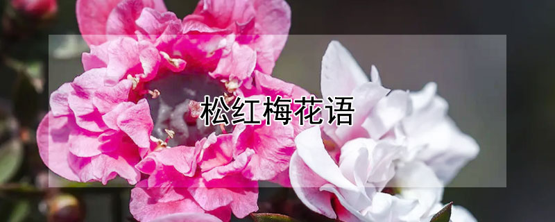 鬆紅梅花語