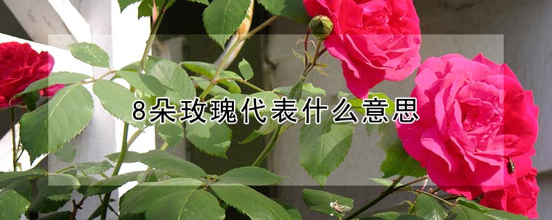 8朵玫瑰代表什麼意思