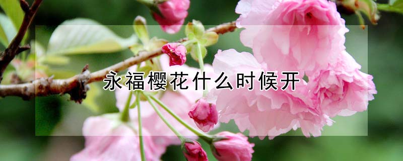 永福櫻花什麼時候開