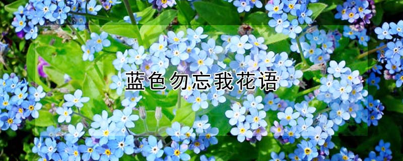 藍色勿忘我花語