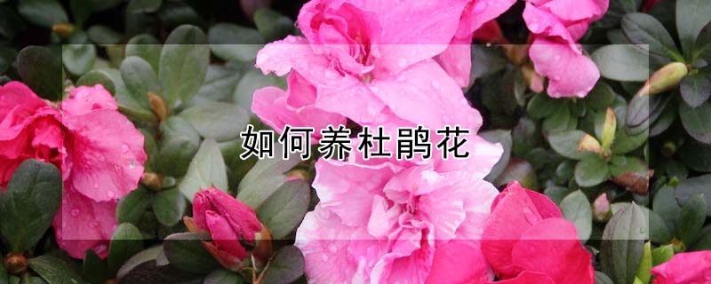 如何養杜鵑花